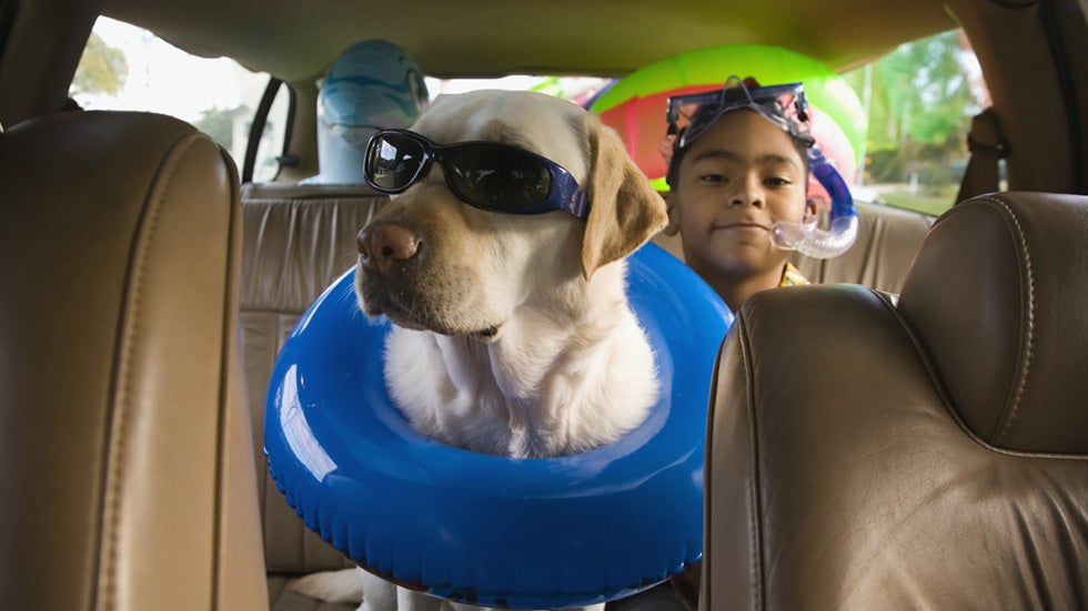How To Safely Transport Pets In A Vehicle